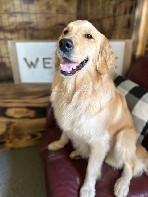 A golden retriever sitting on the couch under the welcome sign at ET Mutt Hutt