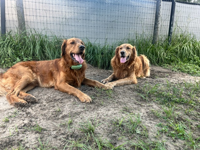 Two golden retrievers relaxing together at ET Mutt Hutt