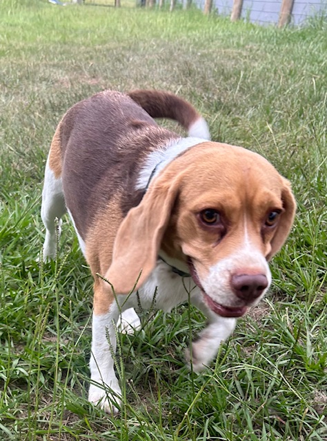A beagle out in the grass at ET Mutt Hutt