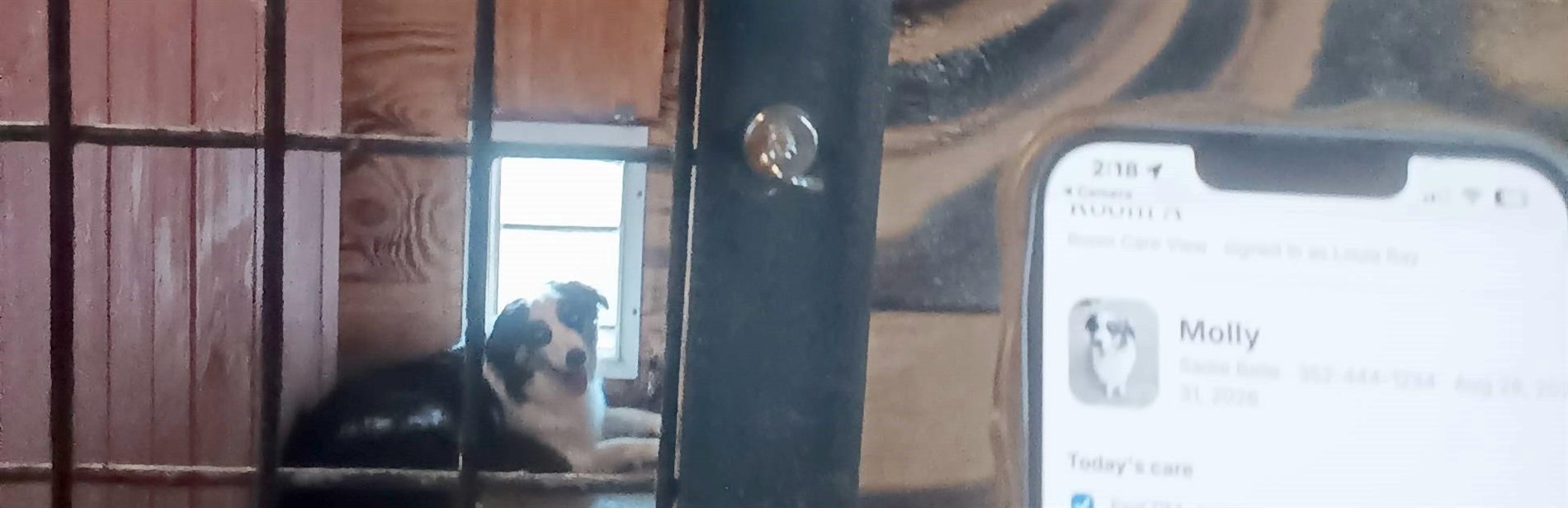 A dog looking out of its run, with the room care screen and today's ticked tasks on a phone alongside